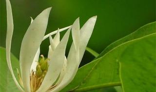 白兰花怎么养,白兰花的养殖方法 白兰花养殖方法